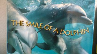 The smile of a dolphin